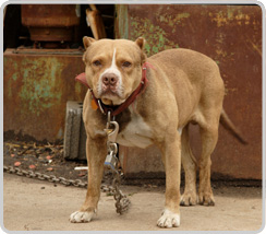 Livingston Dog Bite Lawyer - Newark Dog Bite Injury Attorney,  New Jersey - Lustbader Law Firm